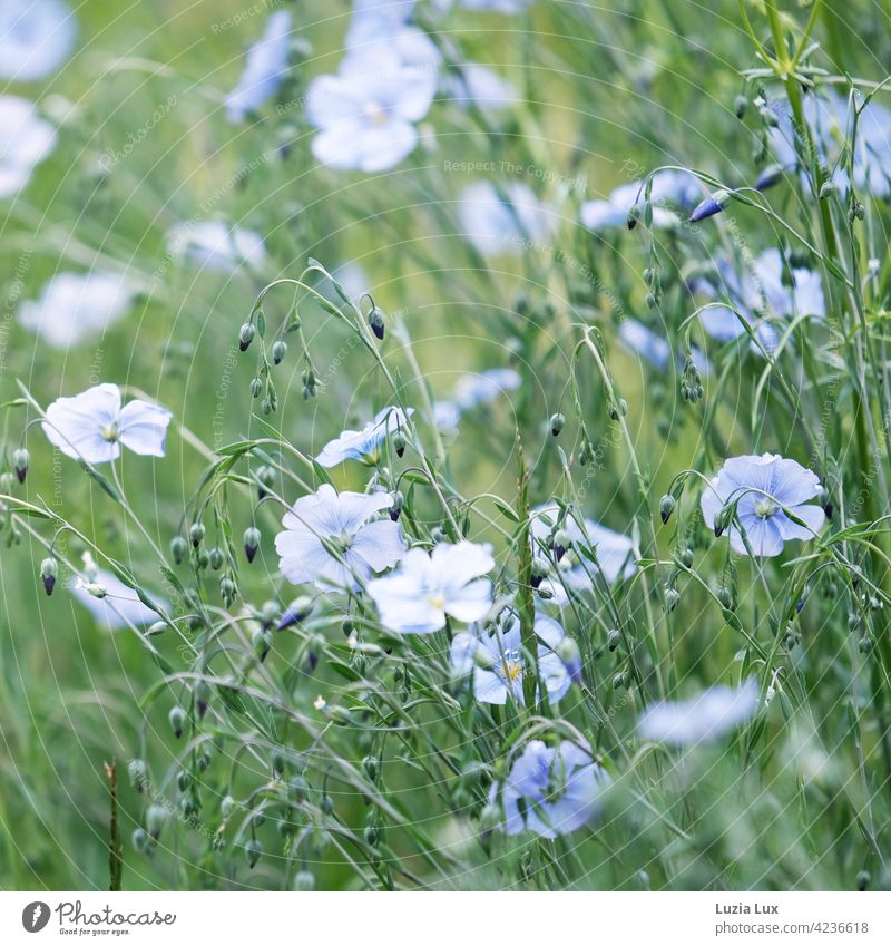 blaue Leinblüten im Wind, zart und teilweise unscharf Wiese Mai Licht Pflanze Blüte Blühend Blume grün