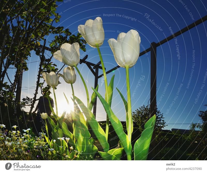 Nulpen aus Amsterdam Blume Frühling Blüte Bewegung Natur Umwelt elegant Pflanze Blühend Zusammensein natürlich Einigkeit Geborgenheit Sympathie Idylle