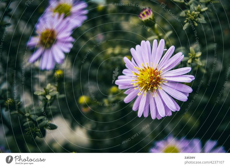 fliederfarbene pollengefüllte Asterblüte Astern Blume Natur Pflanze purpur Blütenblatt Frische Schönheit Botanik Garten jährlich Bett Grün Wachstum horizontal