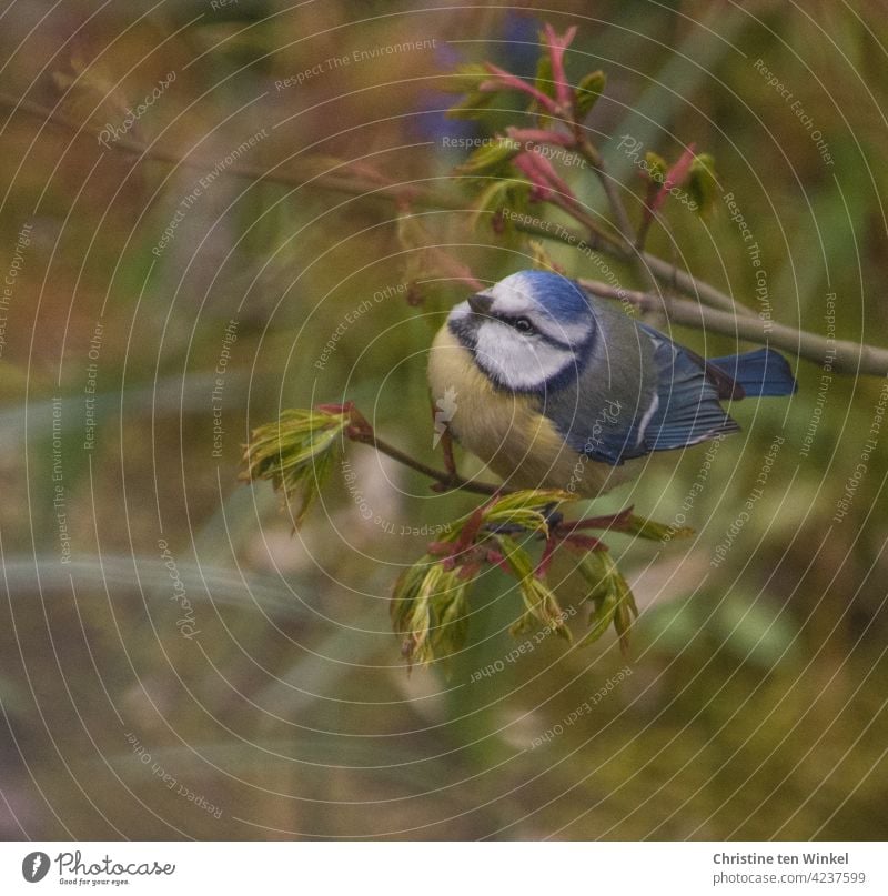 Kleine lebhafte Blaumeise im Garten auf einem Zweig mit frisch austreibenden Blättern Meise Singvogel Vogel Gartenvogel Cyanistes caeruleus Natur klein wild