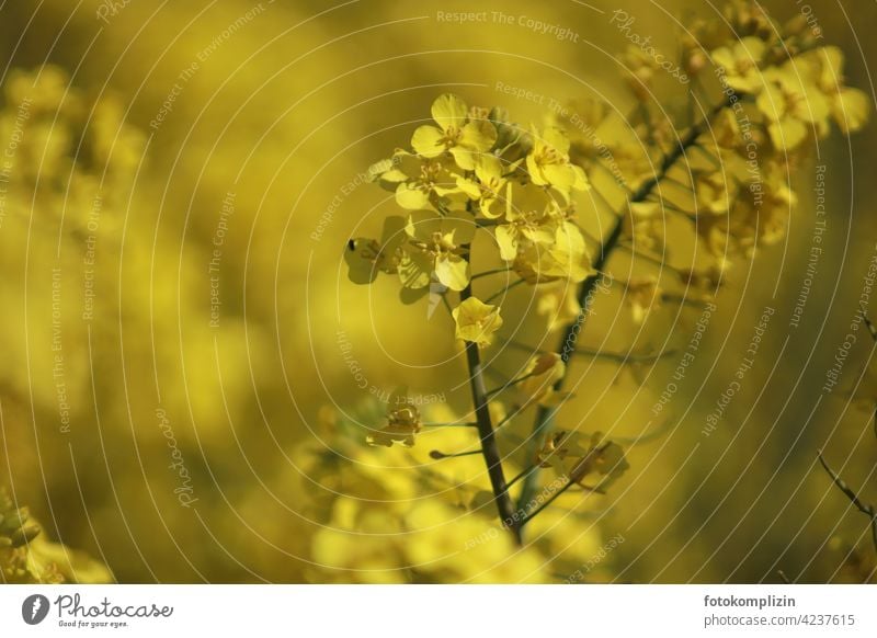 gelbe Rapsblüte Rapsfeld Rapsanbau Nutzpflanze Pflanze Blüte Umwelt Nahaufnahme Knospe Blühend Schwache Tiefenschärfe Menschenleer Blume Sommer Unschärfe