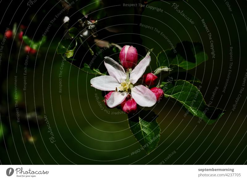 Apfelbaumblüte dunkles Bild hervortretende Blüte mit Knospen Menschenleer Gegenstandslos 1 Weiß-rote Blüte Hintergrund dunkles grün Außenaufnahme