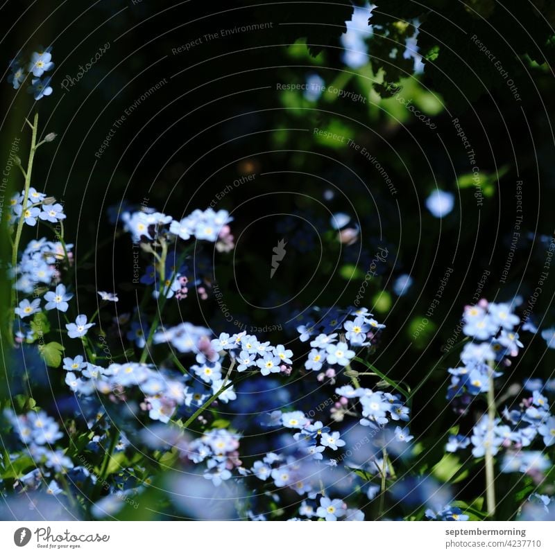 kleine Blümchen vor dunklem Hintergrund hellblaue kleine Blümchen Menschenleer draußen dunkler Hintergrund mit grün gegenstandslos Hintergrund unscharf