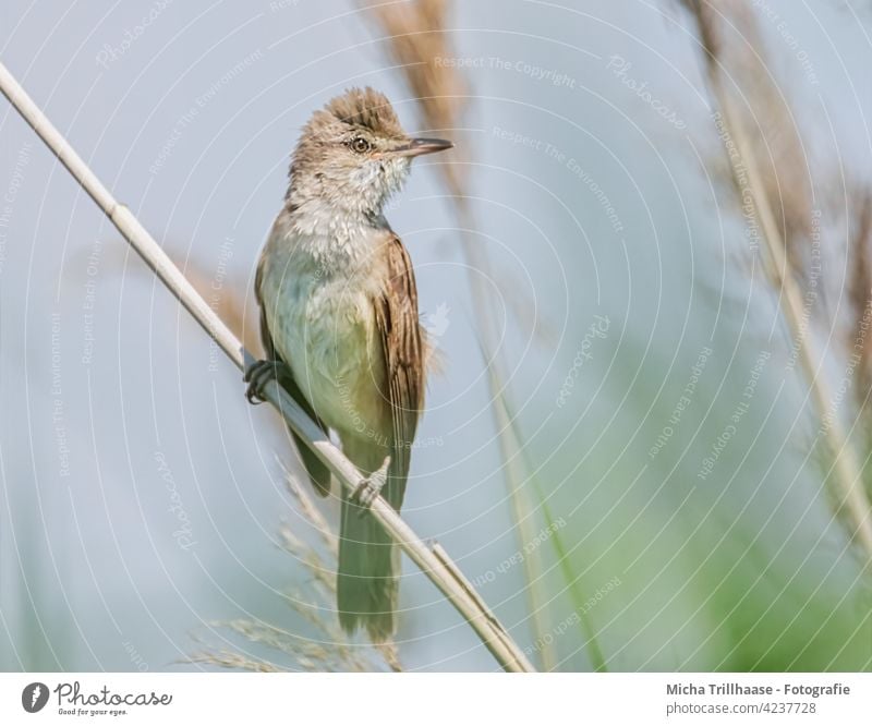 Drosselrohrsänger im Schilf Acrocephalus arundinaceus Tiergesicht Auge Schnabel Flügel gefiedert Feder Vogel Schilfrohr Seeufer Natur Wildtier klein nah Blick