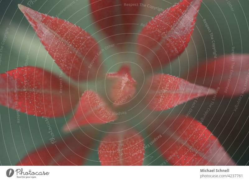 Nahaufnahme einer kleinen Pflanze mit roten Blättern Natur Makroaufnahme Blatt Farbfoto Detailaufnahme rote blätter sternförmig Schwache Tiefenschärfe natürlich