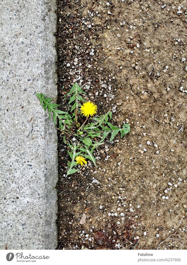 Dieser Löwenzahn erobert den Fußweg. Schön, wie die Natur immer wieder ihren Weg findet. Blume grün Pflanze Sommer Frühling Außenaufnahme geblümt Blüte Blätter