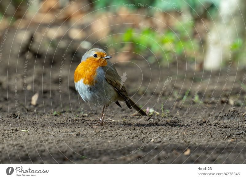 Rotkehlchen auf Futtersuche rot Vogel Singvogel Singvögel Boden Erde Sonne Sonnenlicht Sonnenschein Tier Natur Außenaufnahme Wildtier Farbfoto Schnabel Feder