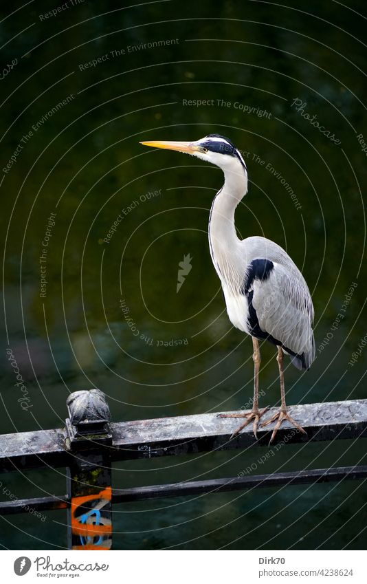 Graureiher auf dem Geländer des Spreekanals in Berlin Vogel Reiher Fischreiher Tier Natur Außenaufnahme Farbfoto Wildtier Tag Menschenleer 1 Tierporträt