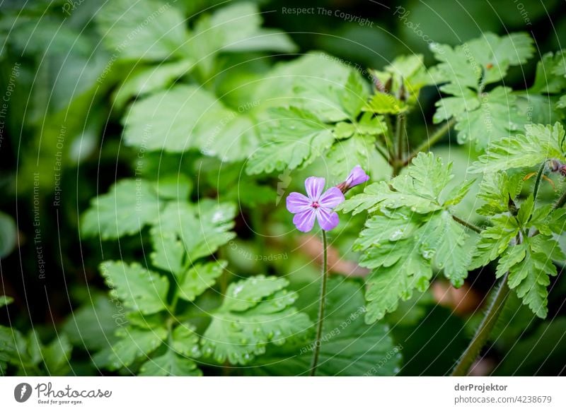 Wildblumen am Benther Berg in Niedersachsen III Naturschutz naturerlebnis naturwunder Textfreiraum Mitte Zentralperspektive Starke Tiefenschärfe Kontrast