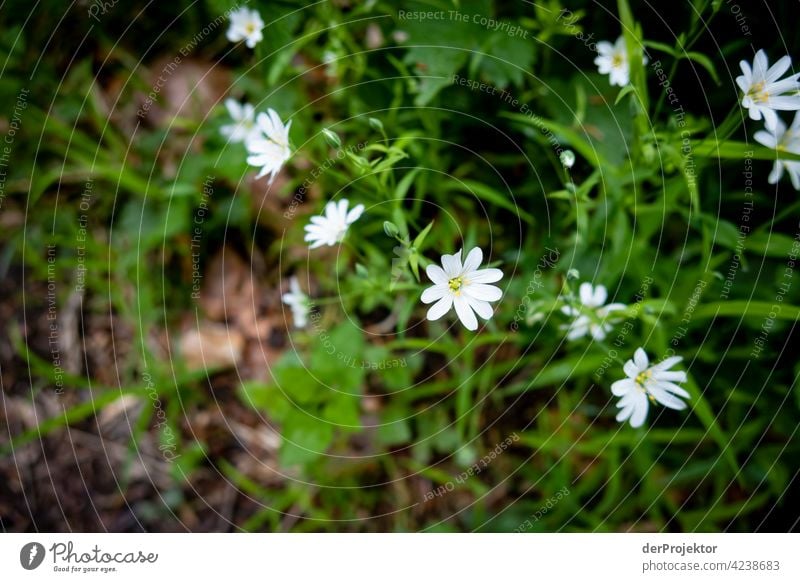 Wildblumen am Benther Berg in Niedersachsen Naturschutz naturerlebnis naturwunder Textfreiraum Mitte Zentralperspektive Starke Tiefenschärfe Kontrast