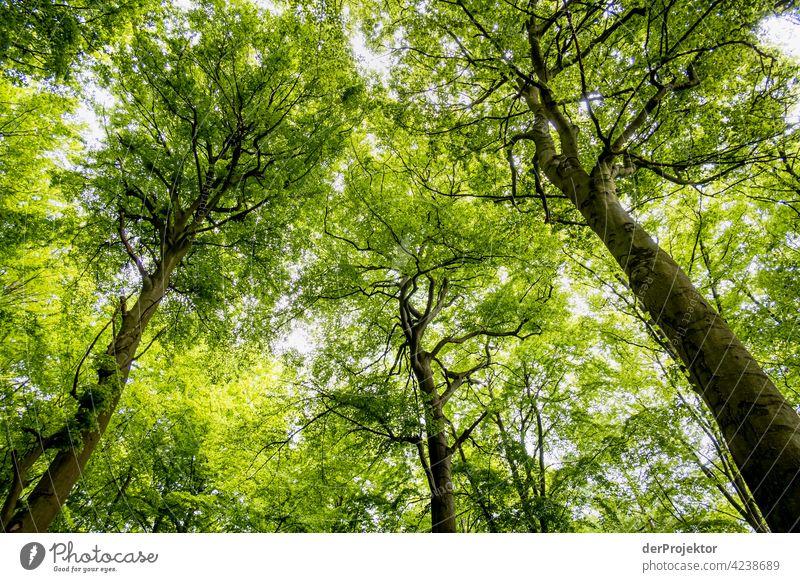 Baumwipfel am Benther Berg in Niedersachsen Naturschutz naturerlebnis naturwunder Textfreiraum Mitte Zentralperspektive Starke Tiefenschärfe Kontrast