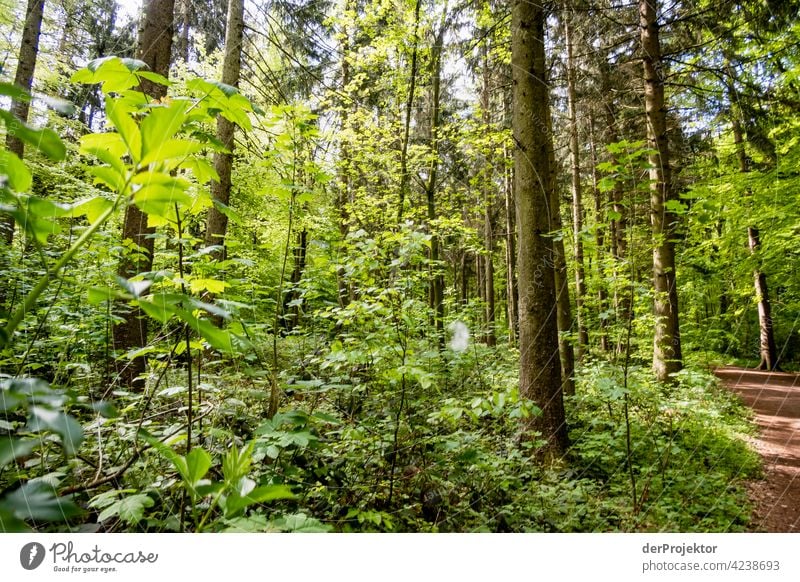 Waldweg am Benther Berg in Niedersachsen Naturschutz naturerlebnis naturwunder Textfreiraum Mitte Zentralperspektive Starke Tiefenschärfe Kontrast