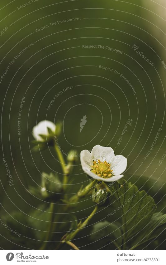 Weiße Erdbeerblüte bei Regen auf grünem Hintergrund Blüte Erdbeere Blume Pflanze blühen Natur Garten Blütenstempel weiß essbar Schwache Tiefenschärfe Blühend