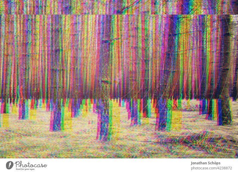 kahle Baumstämme im Wald mit Glitch Effekt Baumstamm Nadelwald Natur Landschaft Außenaufnahme Menschenleer Umwelt Farbfoto Forstwirtschaft Umweltschutz