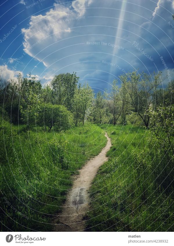 Sonnenstrahl Landschaft pfad weg grün wolken Weg Natur Umwelt Außenaufnahme Himmel Bäume Gewitterwolke Impuls