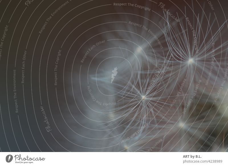 von der Pusteblume flieger aussenaufnahme erwartung wind samen pusteblume Löwenzahn butterblume Natur makro verblüht zart edel filigran rein reinheit