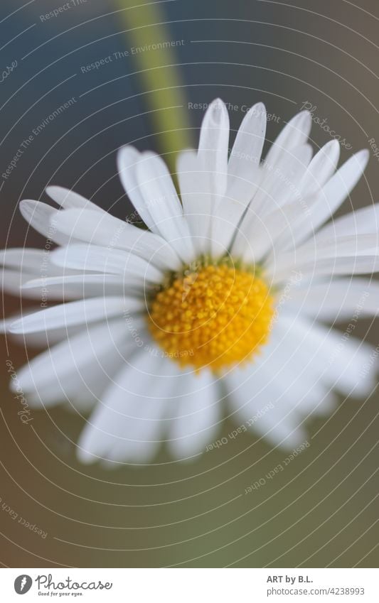 Gänseblümchen auf den Kopf gestellt blume kopfüber weiß gelb garten nahaufnahme gänseblümchen floral beauty schönheit bella daisy