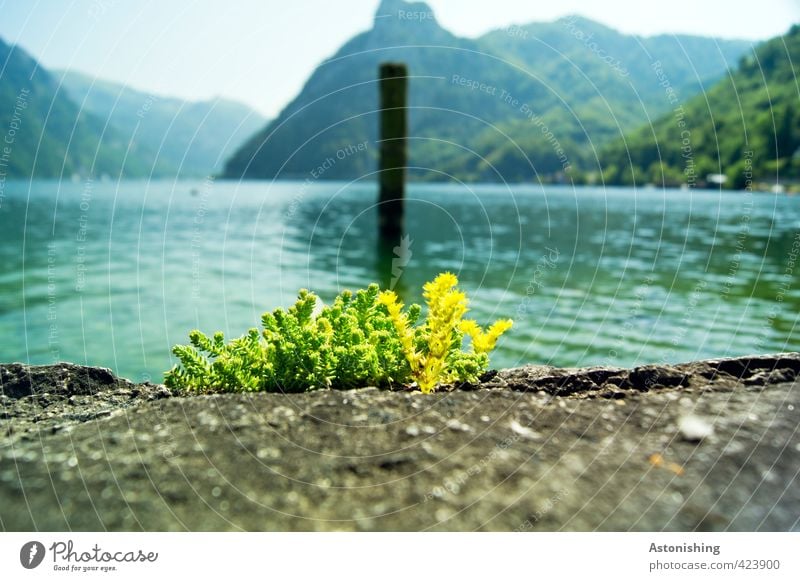 am Traunsee Umwelt Natur Landschaft Pflanze Wasser Himmel Wolkenloser Himmel Horizont Sommer Wetter Schönes Wetter Gras Hügel Alpen Berge u. Gebirge Sonnstein