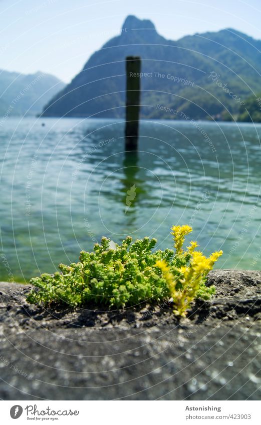 Traunsee Umwelt Natur Landschaft Pflanze Wasser Himmel Horizont Sommer Wetter Schönes Wetter Wärme Gras Moos Hügel Alpen Berge u. Gebirge Sonnstein Gipfel