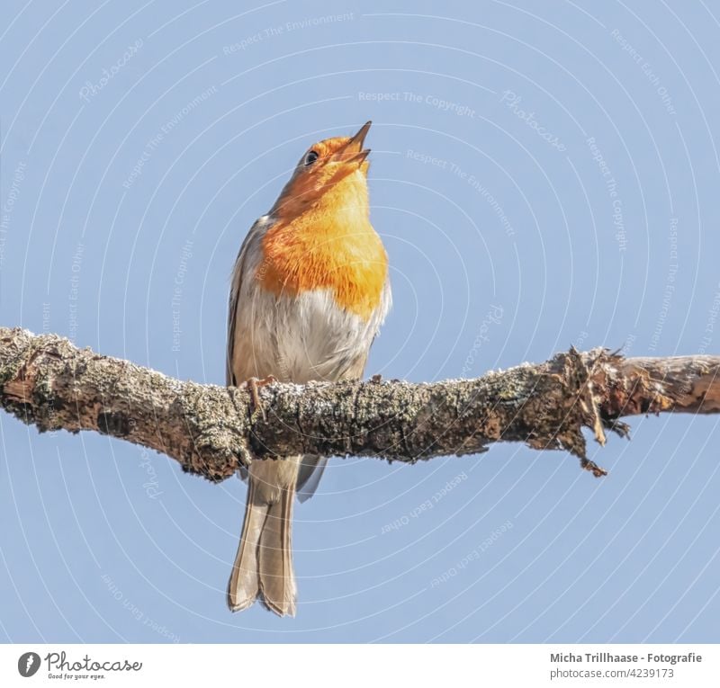 Zwitscherndes Rotkehlchen Erithacus rubecula Tiergesicht Federn Gefieder Schnabel Auge Beine Flügel Krallen Vogel Wildvogel Natur Wildtier Zweige u. Äste