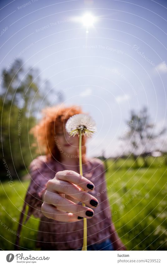 Rothaarige Frau mit Pusteblume im Frühling rothaarig Sommer Natur Naturliebe Löwenzahn Pflanze Makroaufnahme Nahaufnahme Schwache Tiefenschärfe Farbfoto Blume