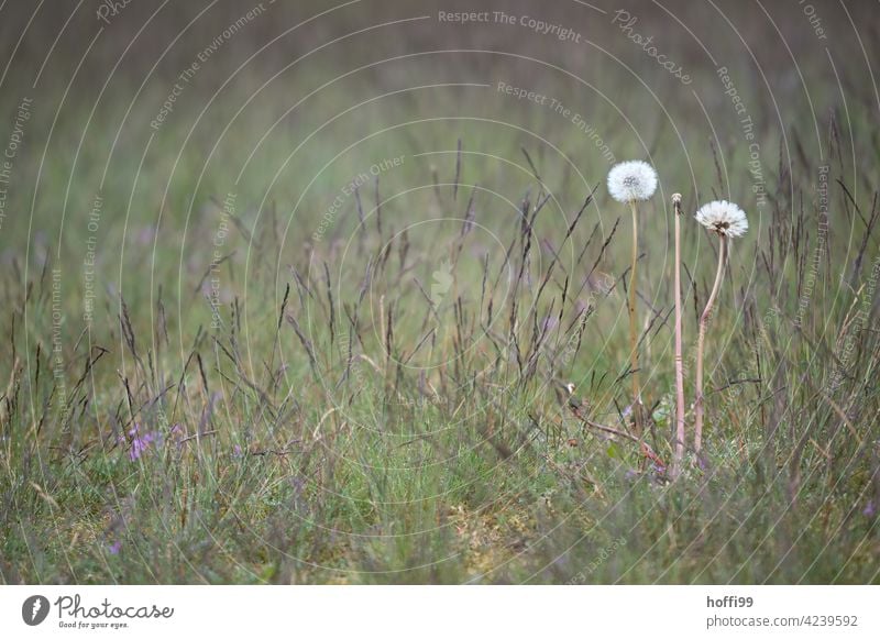 Löwenzahn auf grüner Wiese Löwenzahnfeld Samen Samenpflanze Blume Pflanze Natur weiß Umwelt Blüte Schwache Tiefenschärfe Nahaufnahme Frühling Detailaufnahme