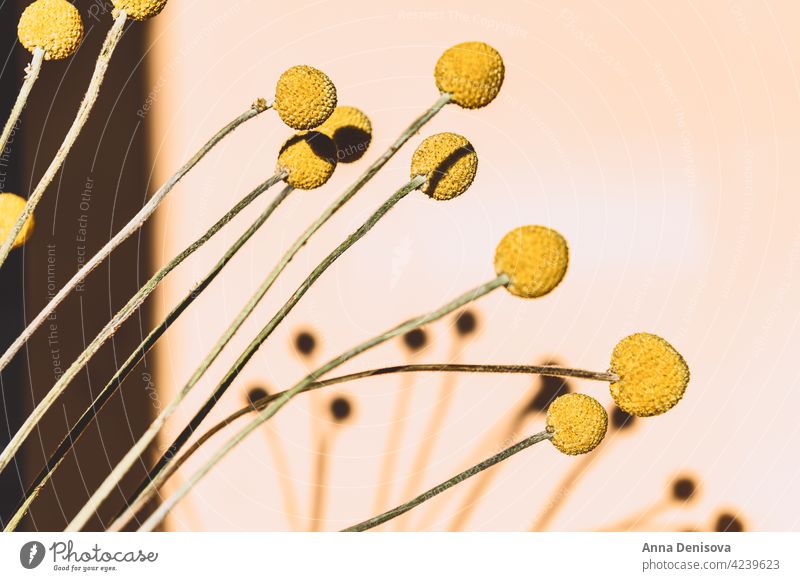 Craspedia globosa trockene Blumen Trockenblumen Billy-Knöpfe Blumenstrauß starker Schatten Sonne senfgelb Ball Bastelpapier Trommelstöcke Ewig trocken