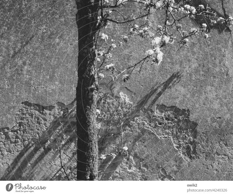 Frühling in Grau Blütenblätter Natur Idylle Baumblüte weiß viele Licht Schatten Schönes Wetter Außenaufnahme Äste und Zweige Pflanze blühen Nahaufnahme