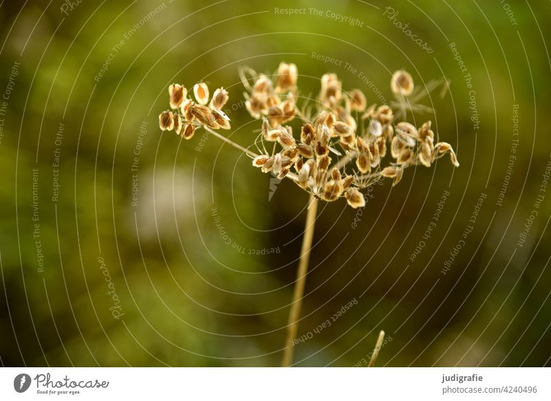 Wiese Doldenblütler Doldenblüte Pflanze Natur Blüte Sommer Wildpflanze Schwache Tiefenschärfe grün vertrocknet Vergänglichkeit Detailaufnahme Samen samenstand