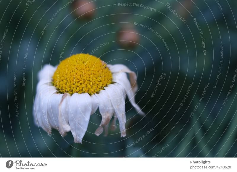 Margerite mit welken Blütenblättern Blume kaputt Pflanze Farbfoto weiß Außenaufnahme Nahaufnahme gelb grün Wiese Frühling Garten Unschärfe Gras Tag Natur