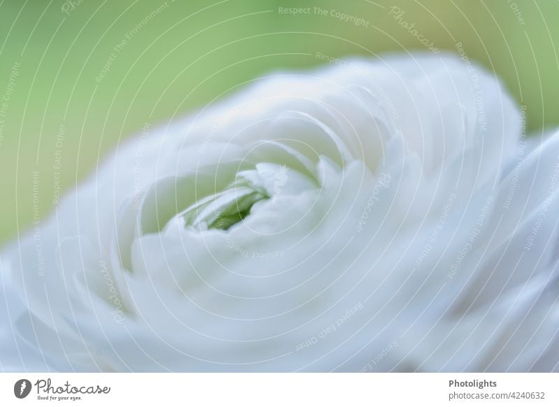 Weiße Ranunkelblüte aufgeblüht erblüht blühen weiß frühling farben rein reinheit blume blüten Blüten Pflanze Frühling Nahaufnahme Blume Natur Garten