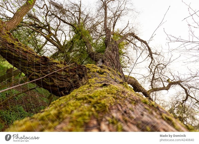 Moosbedeckter Baumstamm Natur Nahaufnahme Naturschutzgebiet natürliches Licht grün Außenaufnahme Wald Menschenleer Farbfoto Pflanze Tag Umwelt Landschaft