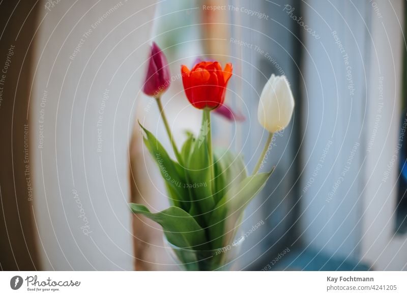 Blumenstrauß aus Tulpen in Vase am Fenster Ordnung Hintergrund schön Schönheit Blütezeit Überstrahlung Haufen abschließen Nahaufnahme farbenfroh bunt