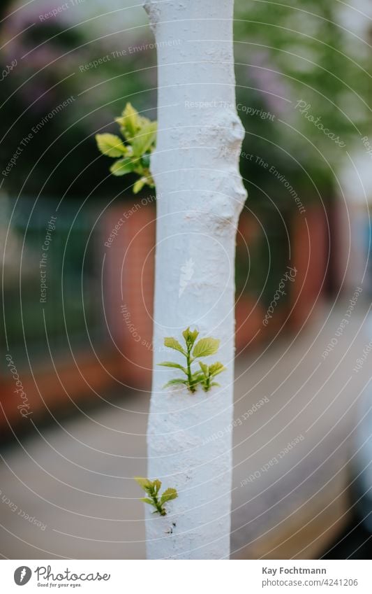 junge Birke mit neuen Ästen schön Botanik Großstadt übersichtlich kultivieren Tag Umwelt umgebungsbedingt Flora Laubwerk Gartenarbeit grün wachsen Blatt Blätter