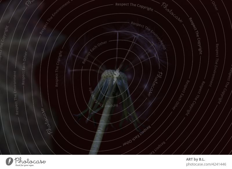 im Dunklen stehen, eine Pusteblume wartet auf den Wind... reinheit filigran edel zart verblüht makro Natur butterblume Löwenzahn pusteblume samen dunkel abends