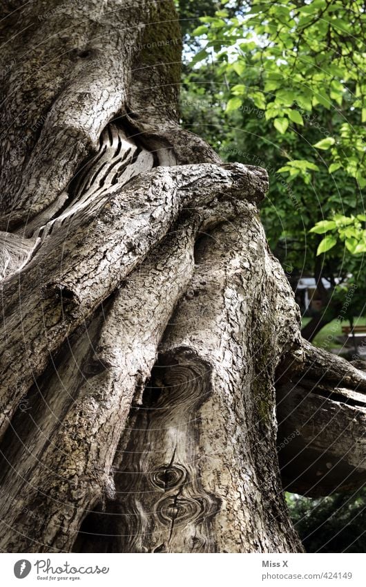 Verschlungen Baum Wald alt gigantisch groß hoch Senior Natur Wachstum Baumstamm Baumrinde Naturschutzgebiet Ast Astloch Farbfoto Außenaufnahme