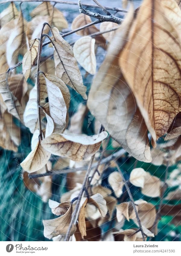 Alte Blätter in Nahaufnahme auf dem Zweig Ast Alter Zweig Blatt Herbst Herbstlaub Baum Natur Pflanze Herbstfärbung herbstlich Herbstbeginn Nahaufnahme verlassen