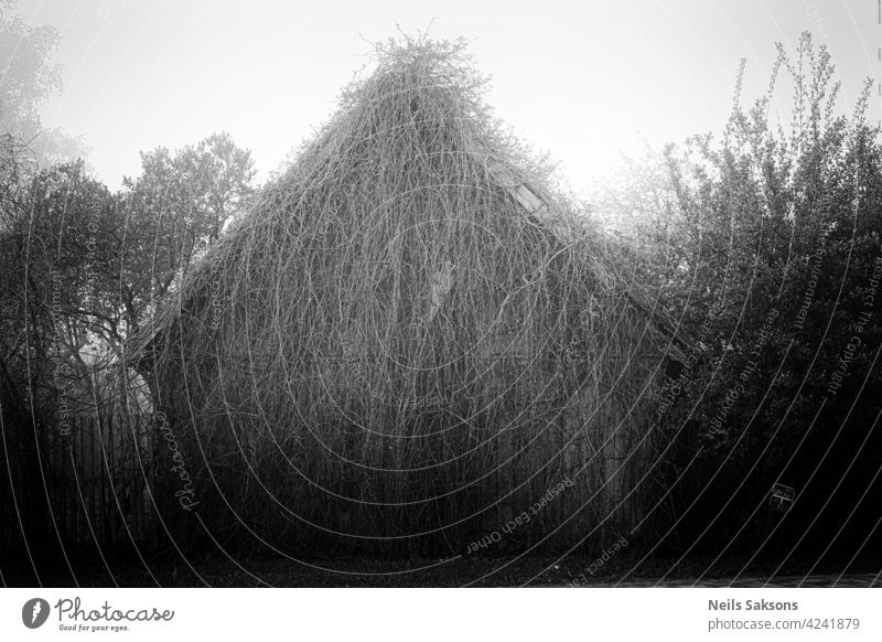 Jahrhunderte altes Holzhaus in einer verlassenen Ecke von Lettland. Überwuchert mit Ranke Kletterpflanze Landschaft Natur hölzern Verlassen Architektur