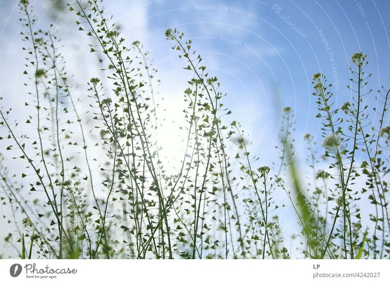 Hintergrund mit wilden Blumen mit hart geformten Blättern im Wind Außenaufnahme grün Zerbrechlichkeit Gras Blühend Farbfoto Tag Hintergrund neutral romantisch