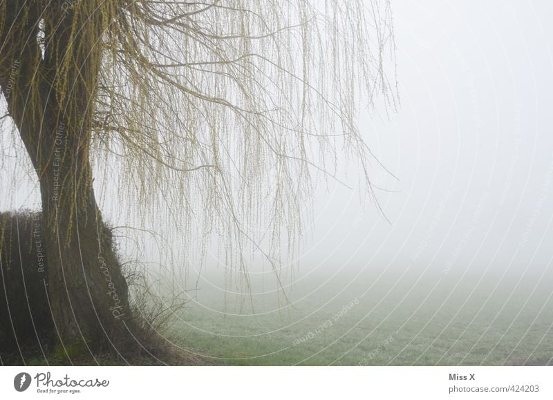 Nebel-Weide Natur Herbst Winter Wetter schlechtes Wetter Unwetter Regen Baum hängen kalt Traurigkeit Sorge Trauer Tod Unlust Einsamkeit Erschöpfung