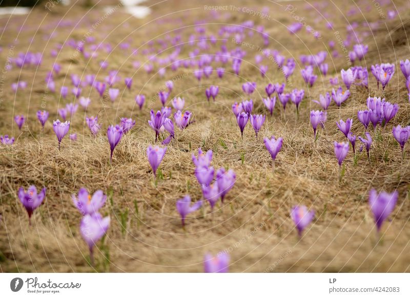 Hintergrund mit lila Krokusblüten Blumen Außenaufnahme grün Zerbrechlichkeit Gras Blühend Farbfoto Tag Hintergrund neutral romantisch Frühling frisch gelb Blüte