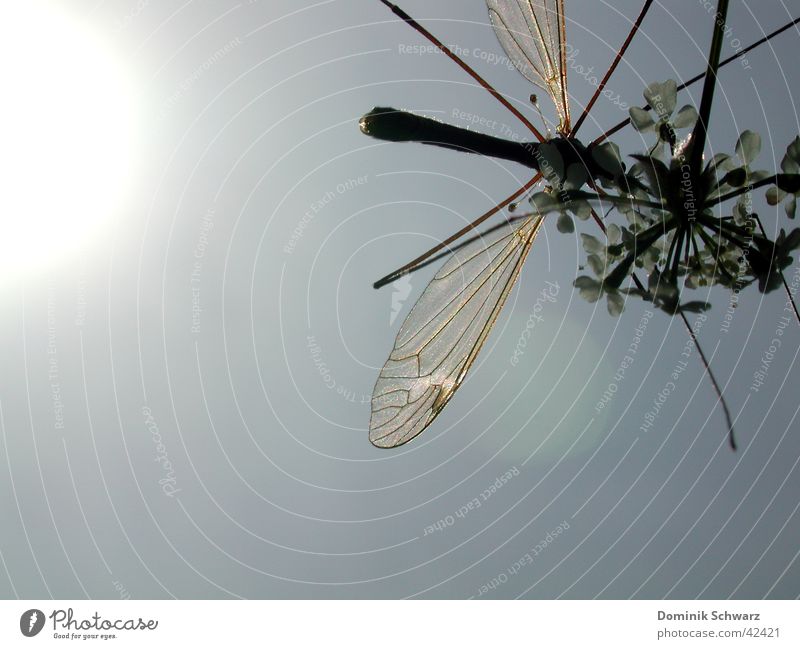 Sommerluft 2 Insekt Tier Himmel Pflanze Flügel fliegen Detailaufnahme Natur