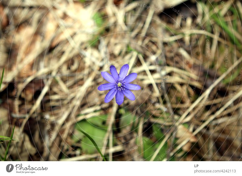 Hintergrund mit einzelnen lila Blume und Gras Außenaufnahme grün Zerbrechlichkeit Blühend Farbfoto Tag Hintergrund neutral romantisch Frühling frisch Blüte