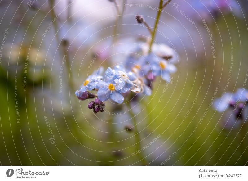 Vergissmeinnicht  an einem Regentag Raublattgewöchse Blatt Natur wachsen Tageslicht Frühling Garten blühen Blüten Blume Pflanze Blütenblatt Flora Regentropfen