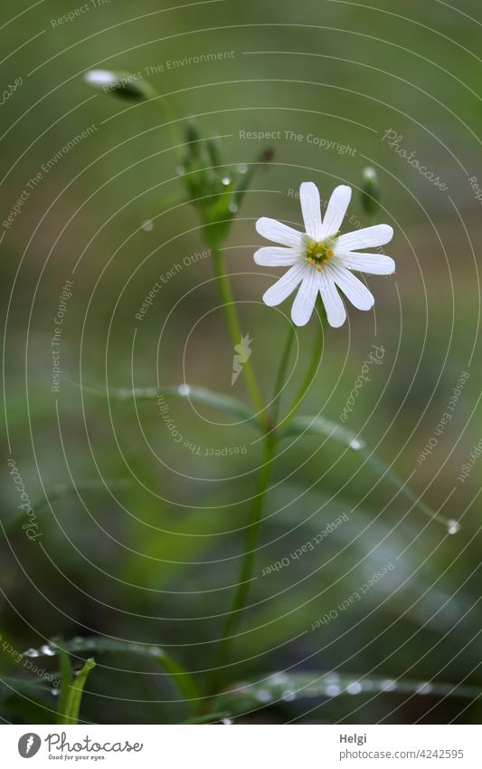 Nahaufnahme der Blüte einer Sternmiere, Tropfen auf den unscharfen Blättern Blume Pflanze Umwelt Natur Wald Waldboden Frühling Frühlingsblume nass Unschärfe