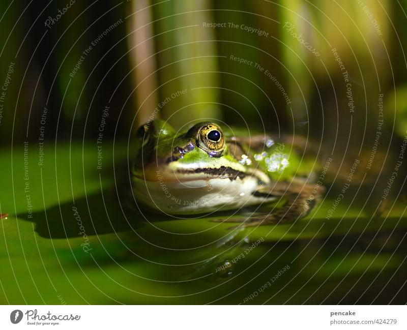 geheimnisträger Natur Urelemente Wasser Sommer Schönes Wetter Pflanze Garten Frosch 1 Tier Zeichen Bekanntheit Coolness Ekel glänzend gruselig historisch schön