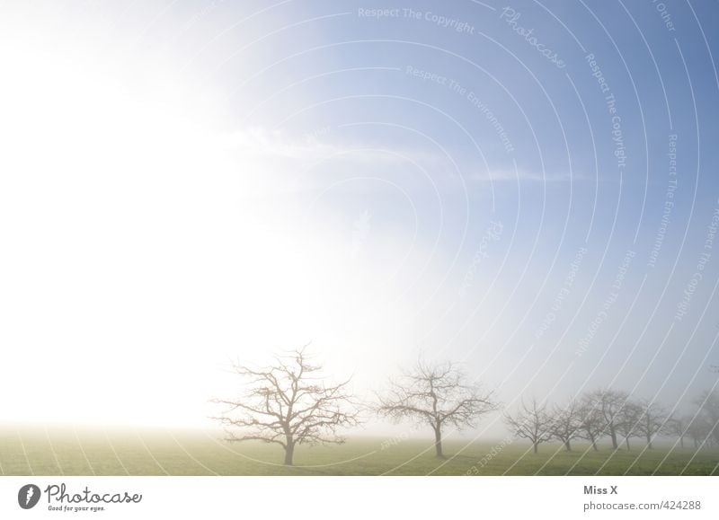 Heile Welt in Jungingen Landschaft Himmel Frühling Herbst Winter Wetter Schönes Wetter Nebel Baum Wiese leuchten positiv Stimmung Hoffnung Horizont Idylle Natur