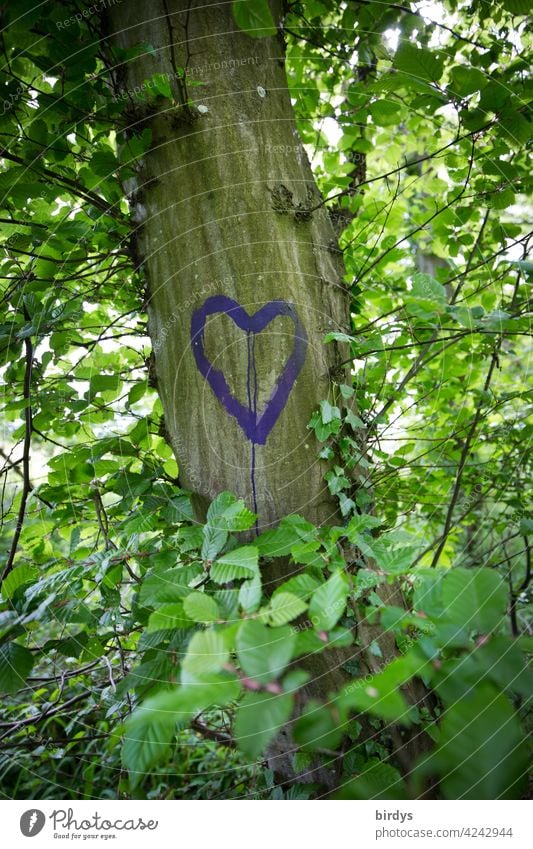 Ein Herz auf einen belaubten Baum gemalt. Liebe, Liebesbekundung baum Sommer Natur Romantik Verliebtheit Blätter Buche Gefühle positive Gefühle Liebeserklärung