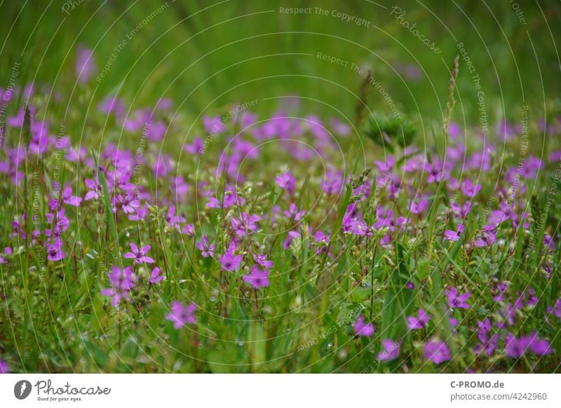 Blütenmeer Frühling Blumen Blütenblatt grün Pflanzen Beet lila lilarosa pink Wiese Wiesenblume