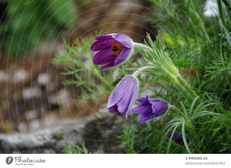 Kuhschellen oder Küchenschellen Blume lila grün Blüte Frühling Ranunculaceae Gewöhnliche Kuhschelle Hahnenfußgewächse Gewöhnliche Küchenschelle giftig